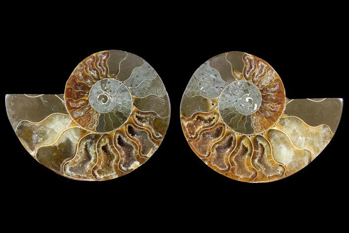 Agatized Ammonite Fossil - Crystal Filled Chambers #145844